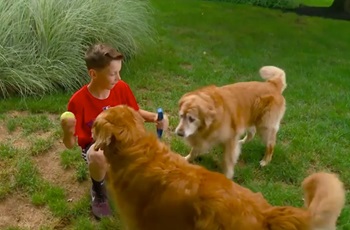 Boy playing outside with two dogs